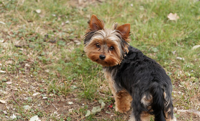 A young Yorkshire Terrier or puppy with small erect, pointed ears and a beautiful look