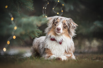 A cute female marble australian shepherd in a red bow tie lying on the grass under dense spruce branches decorated with sparkling lights