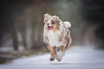 Funny female marble australian shepherd running along a snow-covered path among the park against the backdrop of a winter landscape