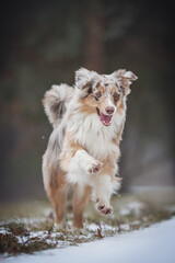 Funny female marble australian shepherd running along a snow-covered path among the park against the backdrop of a winter landscape