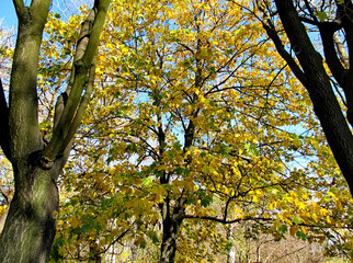 Yellow leaves on trees. Autumn
