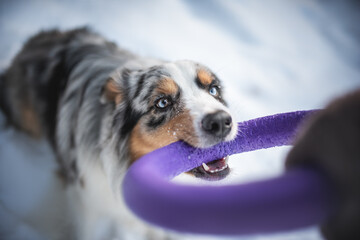 Close-up portrait of an active blue marbled australian shepherd dog with sharp teeth pulling a purple toy ring against a backdrop of a winter landscape