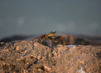 Soft Shelled Crab Creeping on a Rock