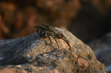 Amazing Look of a Soft Shelled Crab in Aruba