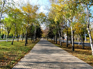 Fototapeta na wymiar Yellow leaves on trees. Autumn