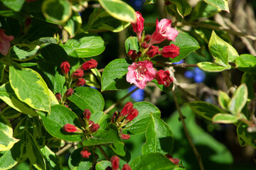 weigela florida ceciduous flowering shrub with bright pink flowers