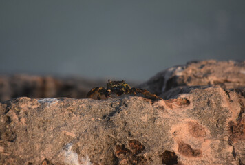 Crab with Pincer Claws in Front on a Rock