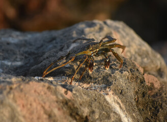 Amazing Soft-Shelled Crab On a Rock in Aruba