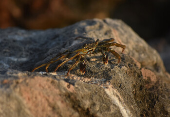 Profile of a Soft Shelled Crab Looking Over a Rock