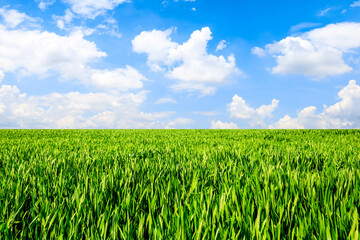 Endless grassland and sky natural landscape in springtime in Asia