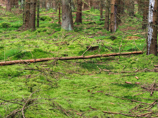 Moos im Wald