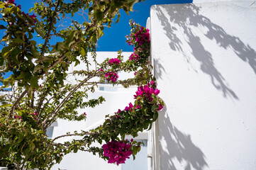 Beautiful tree with purple blossoms. White architecture of Santorini island.