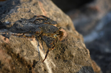 Amazing Close Up Look at a Soft Shelled Crab