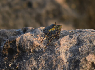 Aruba Crab Perched on Top of a rock