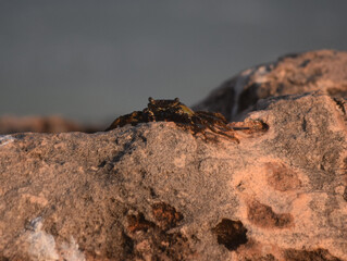 Rock with a Soft-Shelled Crab on the Edge of It