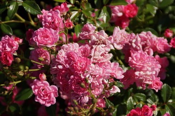 pink rose bush