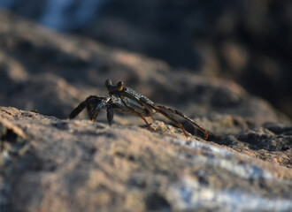 Profile of a Soft Shelled Crab Walking on a Rock