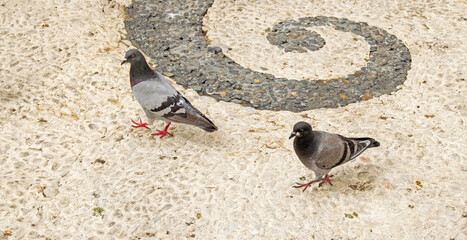 Pigeons in a public square in Sanlucar de Barrameda, Cadiz, Andalusia, Spain