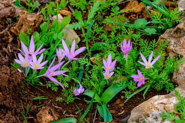 Beautiful violet crocus flowers in a forest