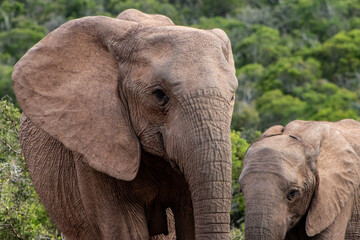 Elephant close up in the wild. No tusks