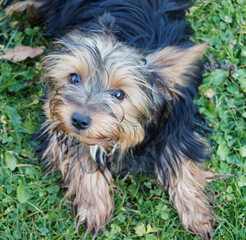 Naklejka na ściany i meble Yorkshire Terrier - Portrait of a puppy yorkie with beautiful high head and look 