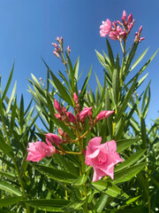Pretty pink oleander flowers with the blue sky in the background. Flower photography