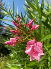 Pretty pink oleander flowers with the blue sky in the background. Flower photography