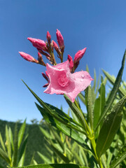 Pretty pink oleander flowers with the blue sky in the background. Flower photography