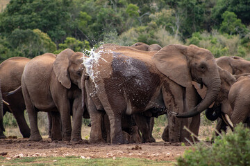 Naklejka na ściany i meble elephants in the wild by waterhole