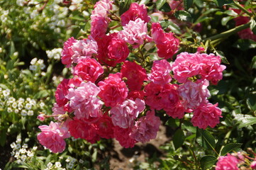 pink flowers