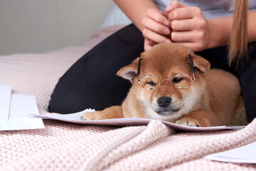 The man on the bed puts on a small puppy shiba inu toy glasses.