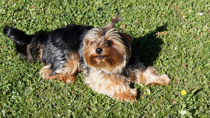 Naklejka na ściany i meble Yorkshire Terrier dog race. A contented and quiet puppy yorkie lying on the grass