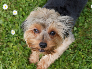 Naklejka na ściany i meble Yorkshire Terrier or puppy Yorkie with beautiful high head and look 