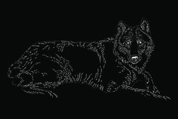 grey wolf scratch vector hand drawing illustration. vector isolated element on the black background