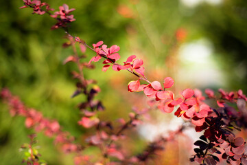 Autumn purple branch of barberry. Bright red leaves.