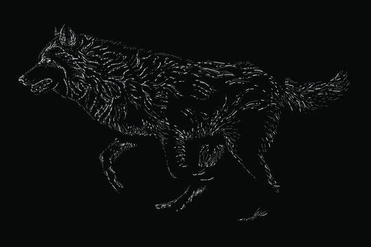grey wolf scratch vector hand drawing illustration. vector isolated element on the black background