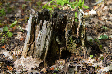An old rotten stump in the depths of the forest.