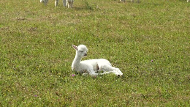 Alpaca baby on the ground. Funny animal. close up