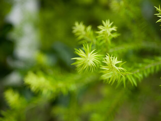 close up of green pine needles