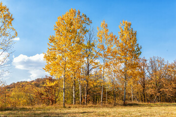 Trees on the edge of the forest in autumn with golden and purple leaves