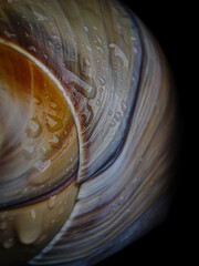 snail shell with sea water