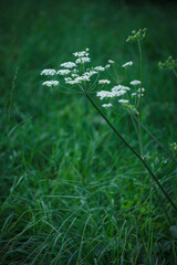 Simple white flowers of Fool's Parsley plant (Aethusa cynapium) with lush green grass background on summer natural meadow