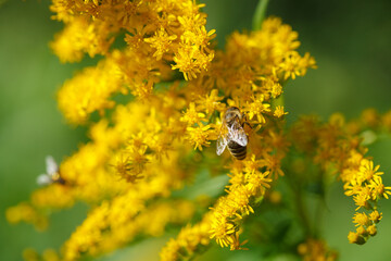 Bees collecting nectar on bright yellow flowers of Canadien goldenrod (Solidago canadensis)  in sunny summer natural meadow