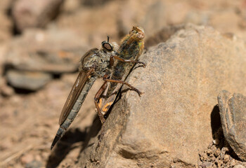 Robber fly hunts a butterfly