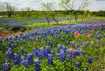 Texas Bluebonnet and Indian Paintbrush