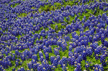 Obraz premium Texas Bluebonnet