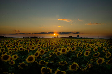 sunflower sunset