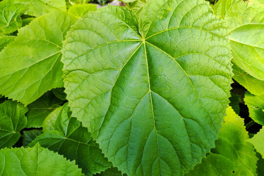 leaves of Paulownia Tomentosa tree in the garden. Closeup leaf of paulownia plant greenery