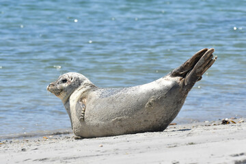 Obraz premium Seehund