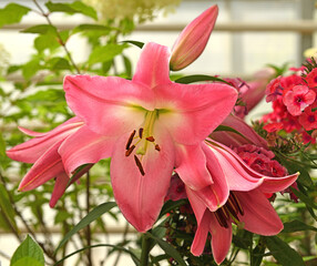 Oriental Lilium hybrid Tabledance. Broad pink petals with  soft white centre